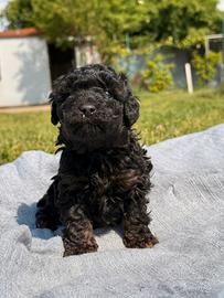 Cucciolindi barboncino toy