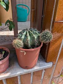  cactus, succulente, talee in permuta 