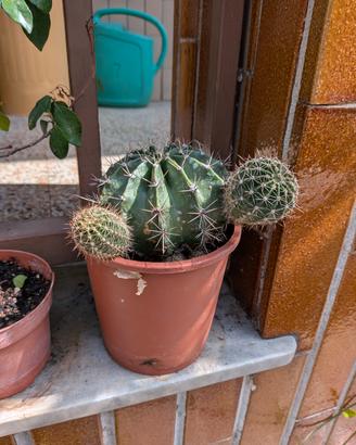  cactus, succulente, talee in permuta 