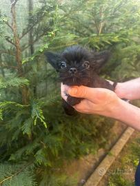 Cuccioli di Yorkshire mini toy