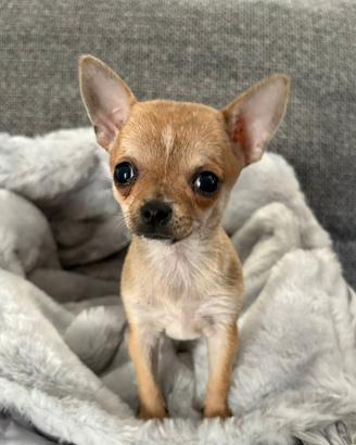 Cuccioli di chihuahua