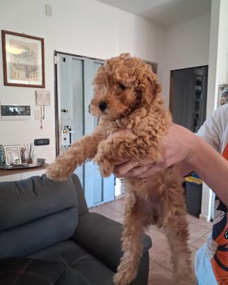 Cuccioli di barboncino