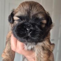 Shih tzu con pedigree