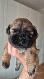 Shih tzu con pedigree