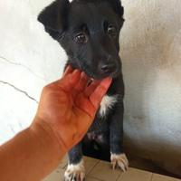 3 cucciole destinate a crescere in gabbia