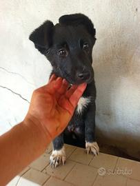 3 cucciole destinate a crescere in gabbia