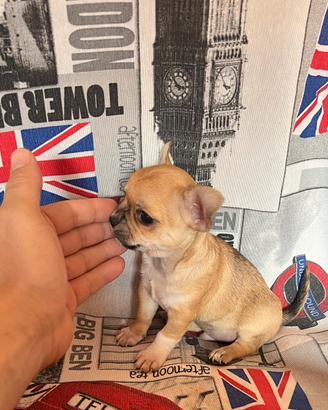 Chihuahua Maschio, dimensione mini toy