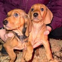 Cuccioli di segugio italiano