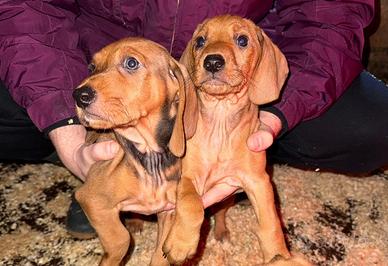 Cuccioli di segugio italiano