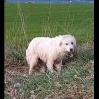 Cucciolo in adozione