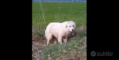 Cucciolo in adozione