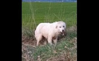 Cucciolo in adozione