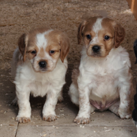 Breton pedigree enci maschi