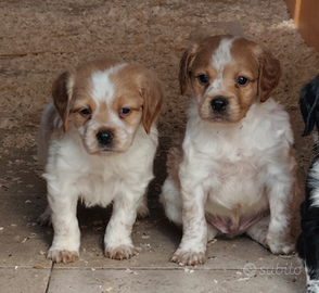 Breton pedigree enci maschi