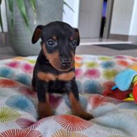 Zwergpinscher PEDIGREE
