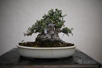Bonsai di olivastro Shohin