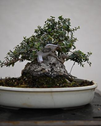 Bonsai di olivastro Shohin
