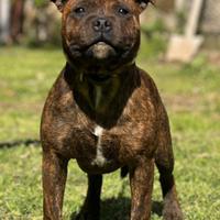 Staffordschire bull terrier