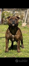 Staffordschire bull terrier