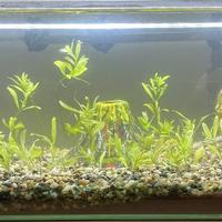 ACQUARIO 30 LITRI (60cm x 30cm x 20cm)+ ACCESSORI