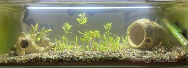 ACQUARIO 30 LITRI (60cm x 30cm x 20cm)+ ACCESSORI