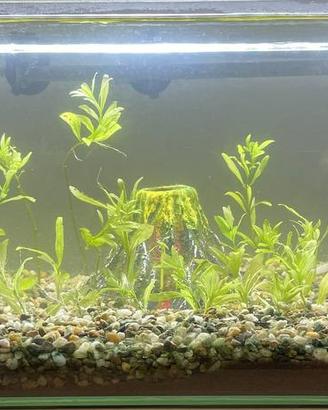 ACQUARIO 30 LITRI (60cm x 30cm x 20cm)+ ACCESSORI