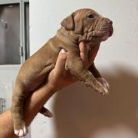 Cuccioli american pitbull terrier