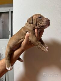 Cuccioli american pitbull terrier