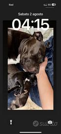 Vendita cuccioli pitt