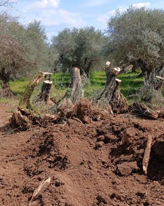 Alberi di olivo