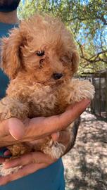 cuccioli maltipoo (incrocio barboncino e maltese)