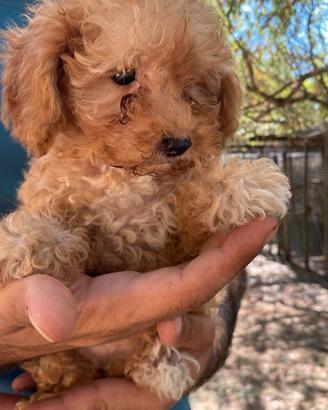 cuccioli maltipoo (incrocio barboncino e maltese)