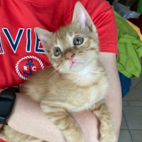 Mufasa il re del tuo cuore