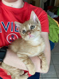 Mufasa il re del tuo cuore