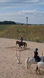 Pony