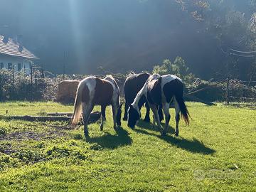 lettame di cavallo