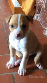 Pitbull