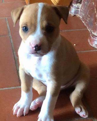 Pitbull