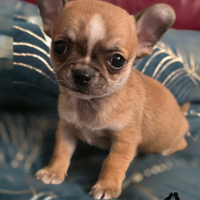 Cuccioli di chihuahua con pedigree