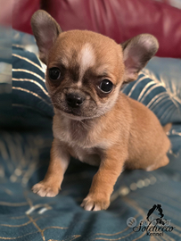 Cuccioli di chihuahua con pedigree
