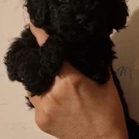 Barboncino cucciolo dolcissimo