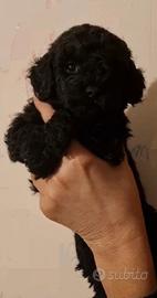 Barboncino cucciolo dolcissimo