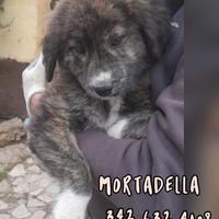 Mortadella, 3 mesi, taglia media