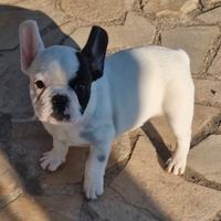 Bulldog francese