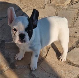 Bulldog francese