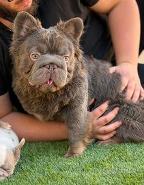 Bulldog francese lilac tan fluffy big rope x monte