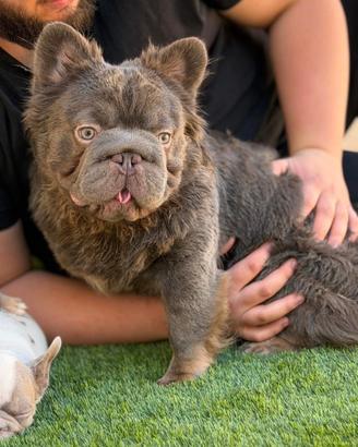 Bulldog francese lilac tan fluffy big rope x monte