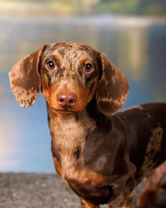 Bassotto ARLECCHINO per ACCOPPIAMENTO Nano