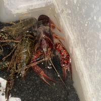 Aragoste da allevamento