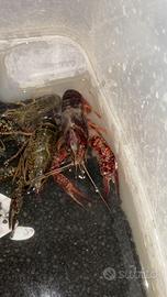 Aragoste da allevamento